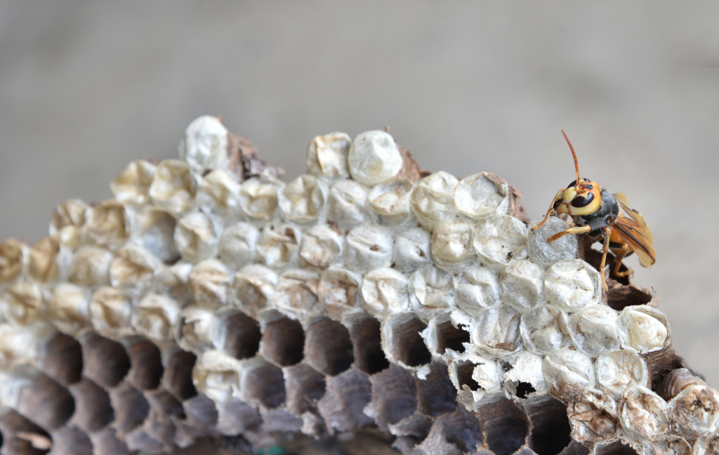 Wespenbekämpfung Wespennest umsiedeln wespen entfernen